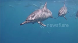 Amazing encounter with wild dolphins - Egypt, Marsa Alam, Coraya bay #2