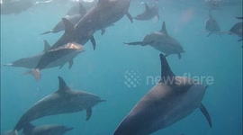 Amazing encounter with wild dolphins - Egypt, Marsa Alam, Coraya bay #4