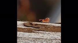 Little beetle with feelers in a hurry to only he knows where