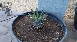 1 month later after planting my pineapple crown how to tell it has rooted and growing
