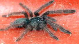 Customs officials in southern India seize postal parcel with 107 spiders!