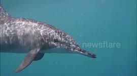 Amazing encounter with wild dolphins - Egypt, Marsa Alam, Coraya bay #5