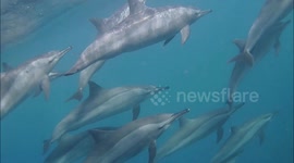 Amazing encounter with wild dolphins - Egypt, Marsa Alam, Coraya bay #6