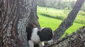 Great Pyreness puppy has fun climbing trees in Ontario Canada