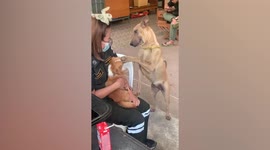 Pet dog tries to annoy pooch friend by patting him on the head