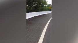 Quick monitor lizard runs along mountain road in southern Thailand