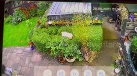 Mischievous pooch goes to extra lengths to reach old slice of BURNT TOAST on shed roof