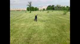 Dog running around on a freshly cut grass field with a blue football