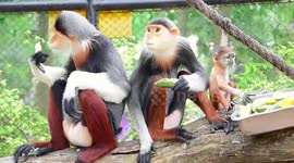 Adorable critically endangered baby monkey born at Thai zoo