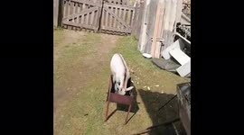 The goat decided to rest in the grill