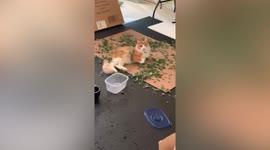 Cheeky cat was caught COVERED in catnip after he found his way into the supply