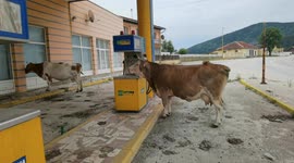 Funny scene as cows spotted queueing up at petrol station in Bosnia