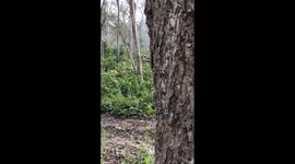 Mother Rhino and her child camouflaged