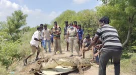 Crocodile attacks the forest staff when its being  released in the Wild on South India