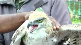 Injured eagle that was chased by a dog was rescued in South India