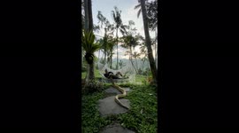 'Man Chilling in a Hammock with Pet Python '