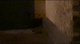 Grey Squirrel baby was running around near a main road at West Wycombe