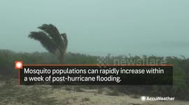 How to prevent mosquitoes after a hurricane