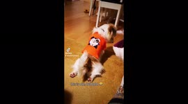 Quirky jack Russel strikes a pose to stretch hind legs