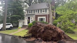 Severe thunderstorm uproots massive tree in New Jersey