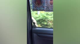 Rat climbs on window of moving car while driving on road Thailand