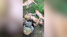 Three dogs chill on the ground after being tired playing on hot day