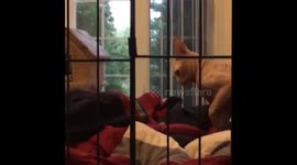 Cagey Canadian cat tries to KO fellow kitty