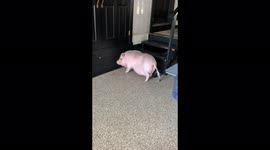 'Pig Uses Stairs to Scratch her Booty | Try Not to Laugh'