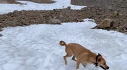 temp