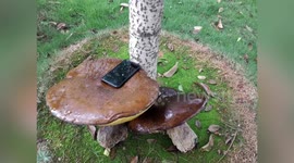 Giant fungus weighing almost 3 kilograms discovered in southwestern China