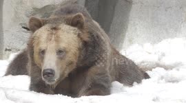 Keepers at San Diego Zoo surprise bears by pumping 15 tons of snow into enclosures