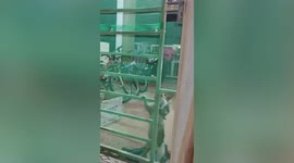 Mother cat carries newborn baby in mouth while climbing through door in Malaysia