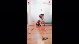 'Adorable Bulldog SMOKES Owner in Fun Chicken-Eating Challenge'