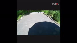 'Nest Camera Catches Bear Cub Casually Hanging Out in a New Yorker's Yard'