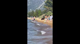 Momma bear and cubs cool off at beach during US heatwave