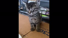 Lovely kitten from San Diego, California, USA is feeling sleepy