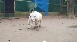 23-month-old dwarf cow becomes major attraction in Bangladesh