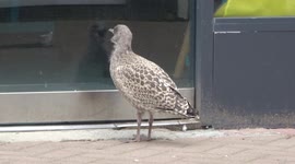 Cute young seagull in Newquay Cornwall confused by it's reflection