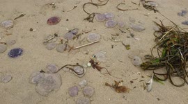 Swimmers put off by thousands of jelly fish washed up on Perran Sands Cornwall