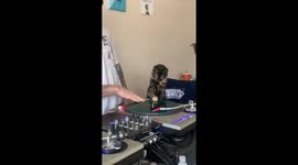 'DJ Penny P' the cat curiously learns how to DJ with her dad in Ohio