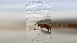 Adorable pet dog and cat play like best friends