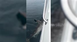 Terrifying moment shark slowly circles small fishing boat with lone fisherman off coast of England