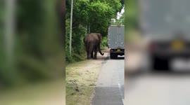 Giant elephant push starts vehicle in Sri Lanka