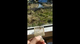 Rescue the bumblebee from lice