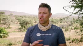 These Vets Work Hard to Attach a Tracking Device to a Giraffe