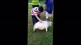 Holy (tiny) cow! Meet 51cm Rani, the 'world’s smallest' bovine, in Bangladesh