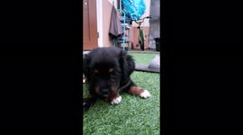 This tiny pup gets adorably angry at being filmed