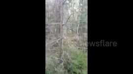 A fox in the forest with a plastic bottle on its head in Grodno, Belarus