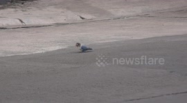 An adorable little bird arrives out of the blue on a street in Thailand and has made himself at home in our house.