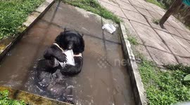 Aaah! Himalayan bear beats the scorching Indian summer with giant ice block